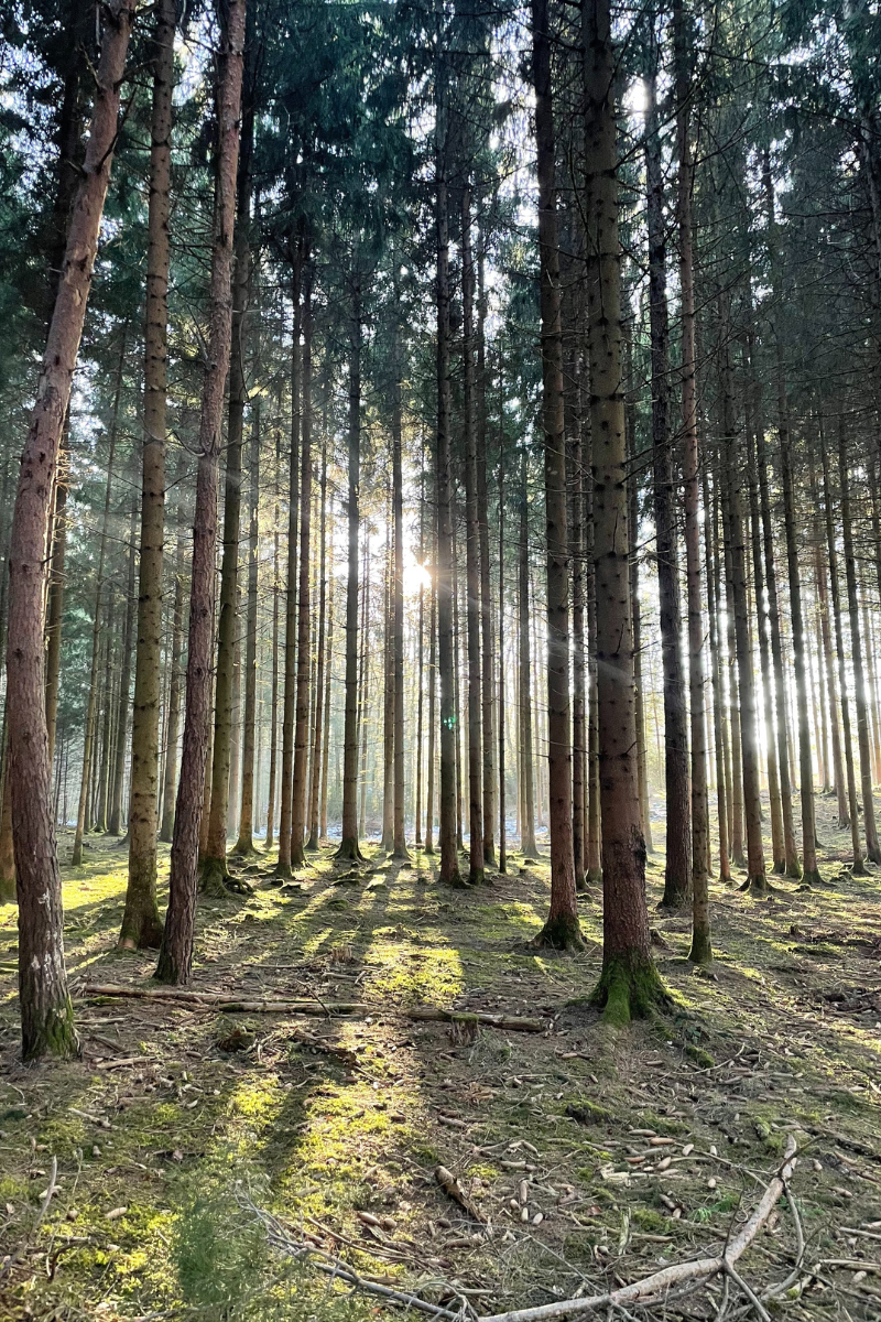 Soleil qui passe à travers les branches d'arbre dans une forêt